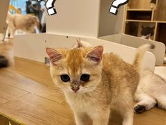 -猫域·湾主题猫咖·宠物吧(南坪城市广场店)