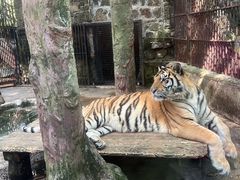 -海南热带野生动植物园