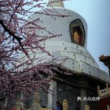 花开正当时🌸 北海白塔之下，是山桃的舞蹈