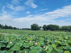 -洪湖生态旅游区