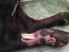 -伟伟宠物医院·CT影像中心·瑞派犬猫综合性门诊(汉口总院)
