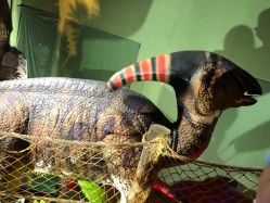 -恐龙探索乐园(磁器口店)