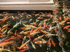 -龙悦湾酒家·八阵鱼生·渔人码头店