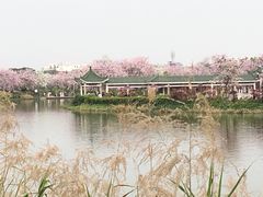 -海珠湖公园