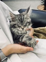 点击看大图 -YESIDO椰岛造型