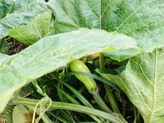 -前小桔亲子创意农场·草莓采摘·露营烧烤