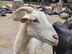 -广州长隆飞鸟乐园
