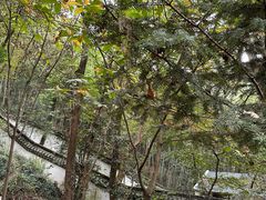 -上海佘山国家森林公园天马山园