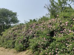 -老君堂公园
