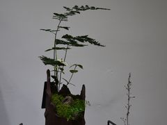 -植觉