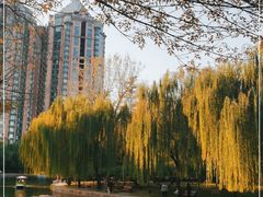 -团结湖公园