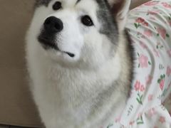 -怪兽屋·羊驼·猫咖·狗咖(俊华广场店)