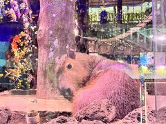 -正佳雨林生态植物园