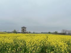 -杭州湾海上花田景区