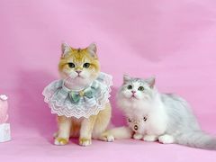 -1013 PET SHOP精品宠物商店(丁香店)