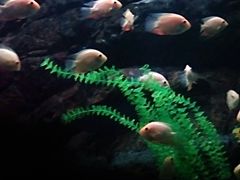 -苏州海洋馆