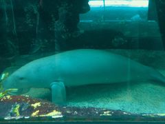 -悉尼海洋生物水族馆