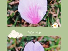 -上海植物园-4号门售票处