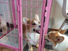 -汪说·狗咖(旺城大厦店)