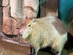 -正佳雨林生态植物园