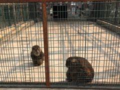 -宿豫区运河湾森林动物园