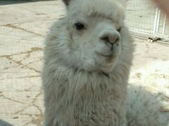 -新疆天山野生动物园