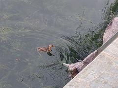-什刹海