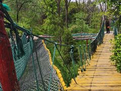 -原山国家森林公园