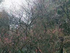 -杭州植物园