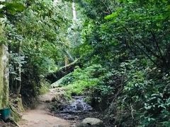 -西双版纳原始森林公园