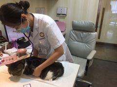 -宠爱国际动物医院· 猫科· 外科·中兽医(长白店)