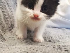 -平行世界·猫咖(首经贸店)