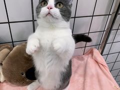 -1013 PET SHOP精品宠物商店(丁香店)