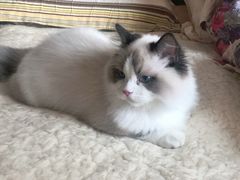 -东方名猫馆·英短金渐层布偶猫舍(环线广场1号楼店)