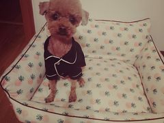 -瑞派福兴宠物医院犬猫全科·骨科·中西医结合(河东店)