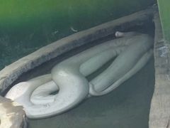 -贵州森林野生动物园