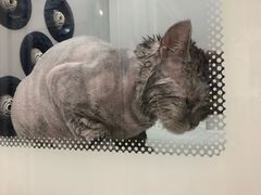 -多卡布奇宠物生活馆(上林世家店)