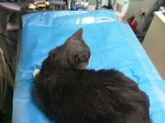 -纳吉亚猫专科动物诊疗中心(蒋宅口分院)