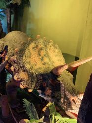 -恐龙探索乐园(磁器口店)