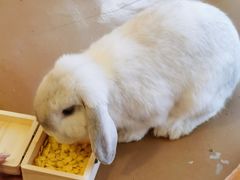 -猫猫幼稚园·撸猫·桌游·电玩