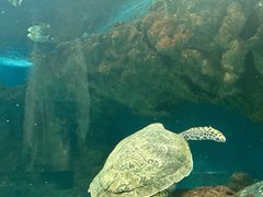 -上海海洋水族馆