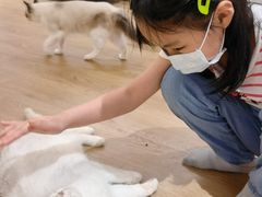 -1013 PET SHOP精品宠物商店(丁香店)
