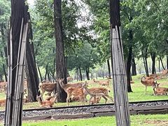 -秦皇岛野生动物园