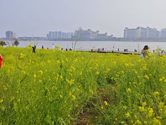 -九龙湖公园