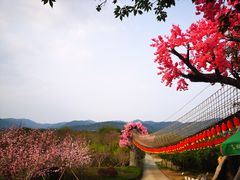 -天适樱花悠乐园