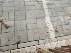 -北京鹿世界主题园