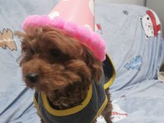 -艾贝尔宠物诊疗