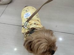 -全心全意连锁动物医院·微创中心·内科急重症·心脏专科(丰管路店)