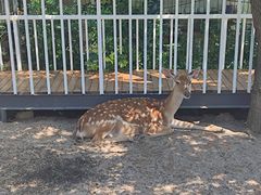 -丽泽山庄·生态怀柔菜·虹鳟鱼(红螺寺店)