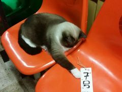 -猫咪博物馆(顶澳仔猫街店)